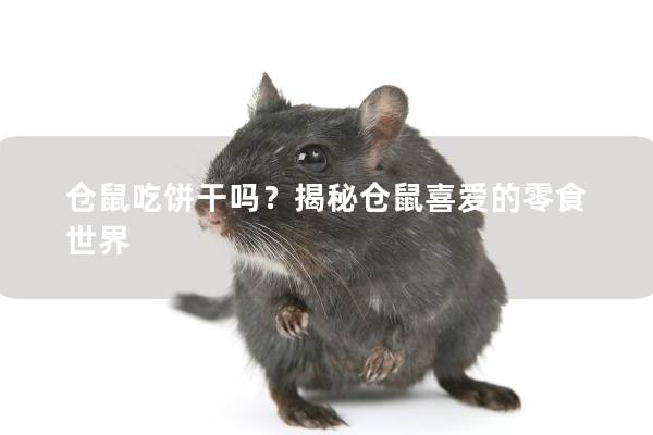 仓鼠吃饼干吗？揭秘仓鼠喜爱的零食世界
