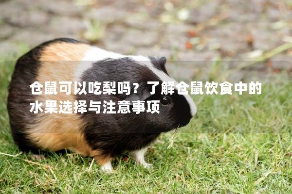 仓鼠可以吃梨吗？了解仓鼠饮食中的水果选择与注意事项