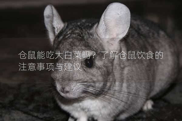仓鼠能吃大白菜吗？了解仓鼠饮食的注意事项与建议