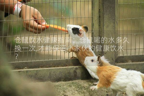 仓鼠饮水健康指南：仓鼠喝的水多久换一次,才能保证小家伙的健康饮水？