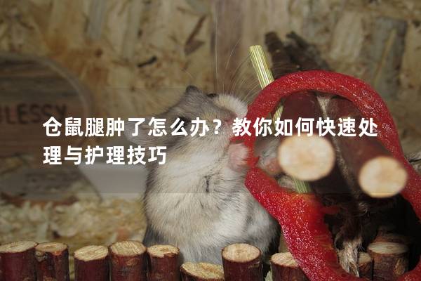 仓鼠腿肿了怎么办？教你如何快速处理与护理技巧