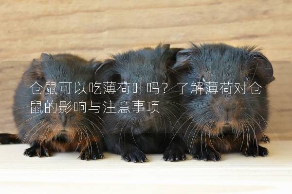 仓鼠可以吃薄荷叶吗？了解薄荷对仓鼠的影响与注意事项