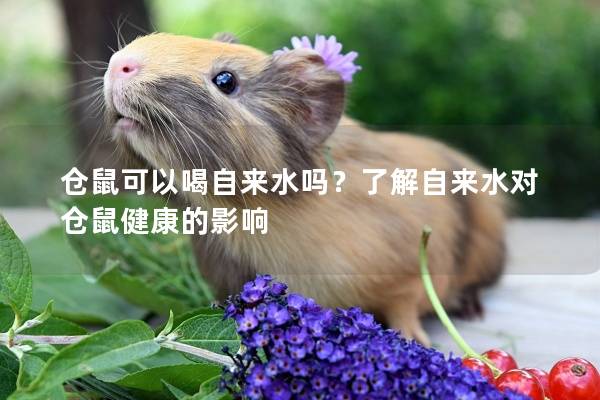 仓鼠可以喝自来水吗？了解自来水对仓鼠健康的影响