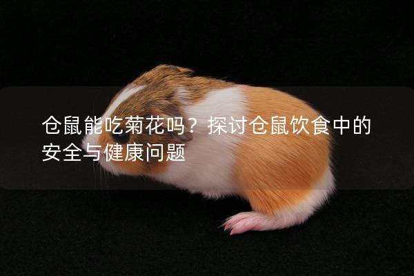 仓鼠能吃菊花吗？探讨仓鼠饮食中的安全与健康问题