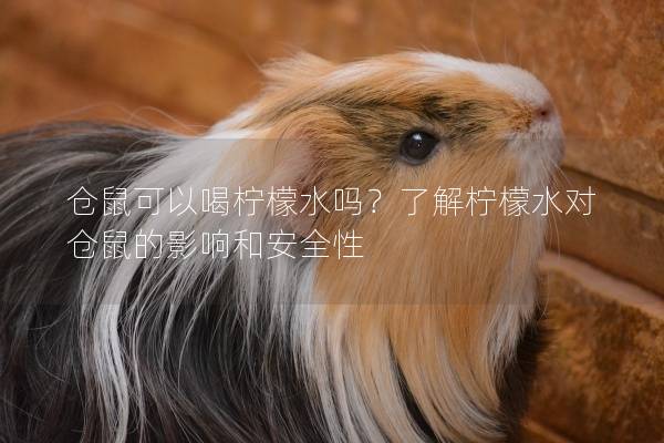 仓鼠可以喝柠檬水吗？了解柠檬水对仓鼠的影响和安全性