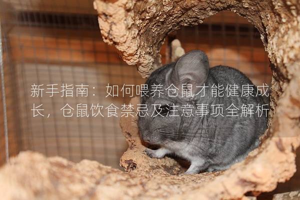 新手指南：如何喂养仓鼠才能健康成长，仓鼠饮食禁忌及注意事项全解析