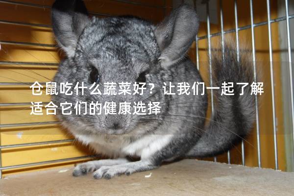 仓鼠吃什么蔬菜好？让我们一起了解适合它们的健康选择