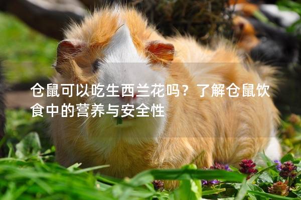 仓鼠可以吃生西兰花吗？了解仓鼠饮食中的营养与安全性