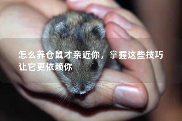 怎么养仓鼠才亲近你，掌握这些技巧让它更依赖你