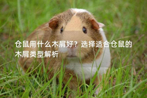 仓鼠用什么木屑好？选择适合仓鼠的木屑类型解析
