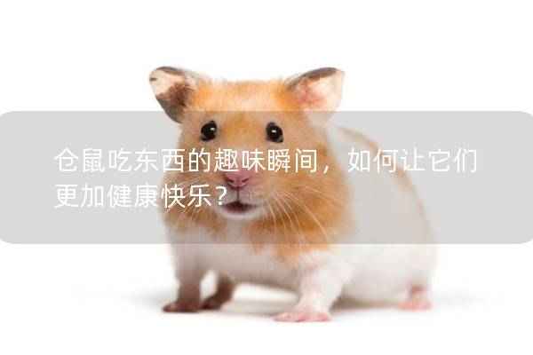 仓鼠吃东西的趣味瞬间，如何让它们更加健康快乐？