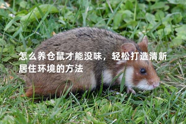怎么养仓鼠才能没味，轻松打造清新居住环境的方法