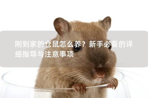 刚到家的仓鼠怎么养？新手必看的详细指导与注意事项