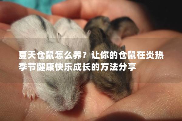 夏天仓鼠怎么养？让你的仓鼠在炎热季节健康快乐成长的方法分享