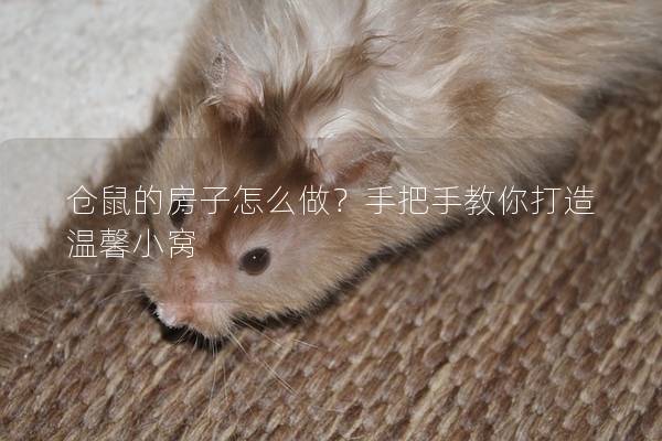 仓鼠的房子怎么做？手把手教你打造温馨小窝