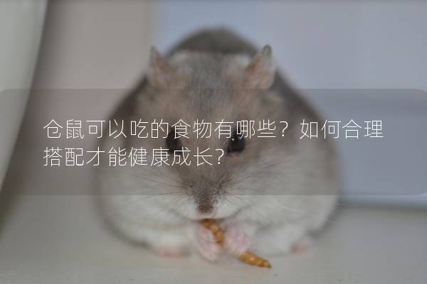 仓鼠可以吃的食物有哪些？如何合理搭配才能健康成长？