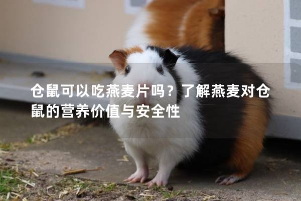仓鼠可以吃燕麦片吗？了解燕麦对仓鼠的营养价值与安全性