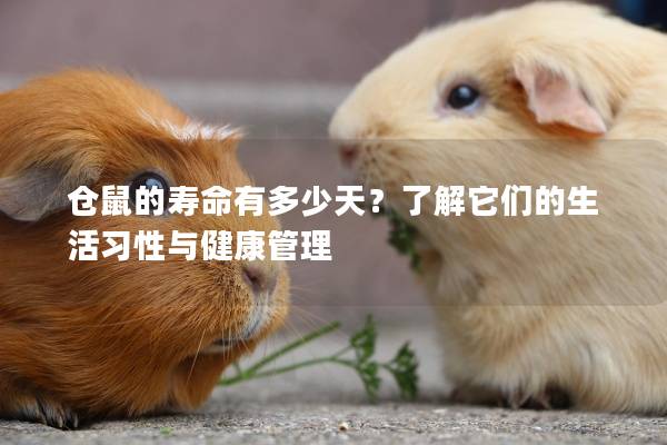 仓鼠的寿命有多少天？了解它们的生活习性与健康管理
