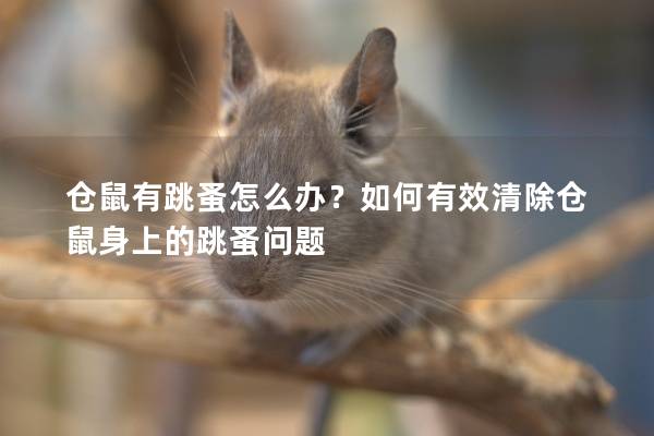 仓鼠有跳蚤怎么办？如何有效清除仓鼠身上的跳蚤问题