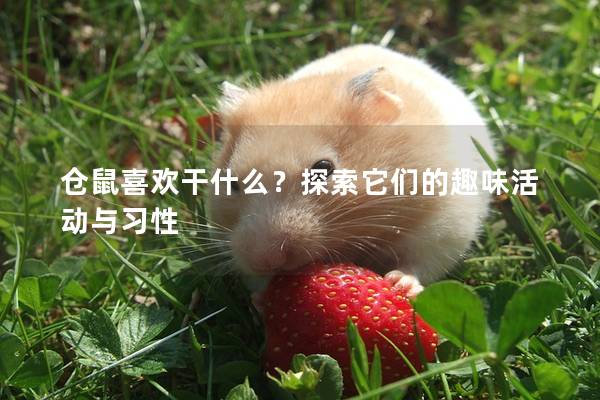 仓鼠喜欢干什么？探索它们的趣味活动与习性