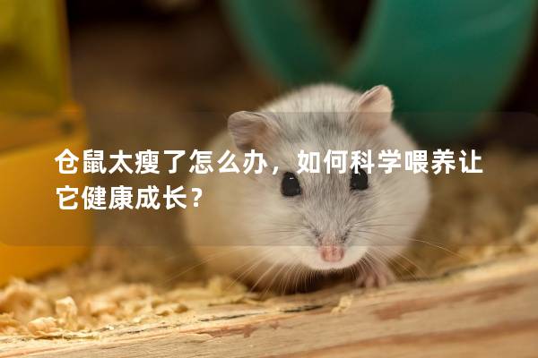 仓鼠太瘦了怎么办，如何科学喂养让它健康成长？