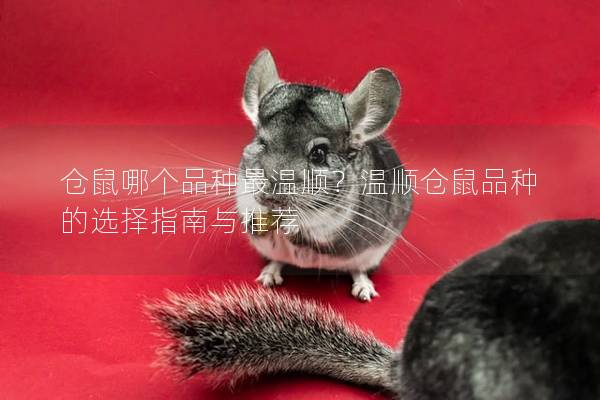 仓鼠哪个品种最温顺？温顺仓鼠品种的选择指南与推荐