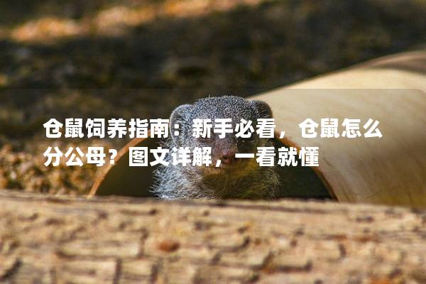 仓鼠饲养指南：新手必看，仓鼠怎么分公母？图文详解，一看就懂