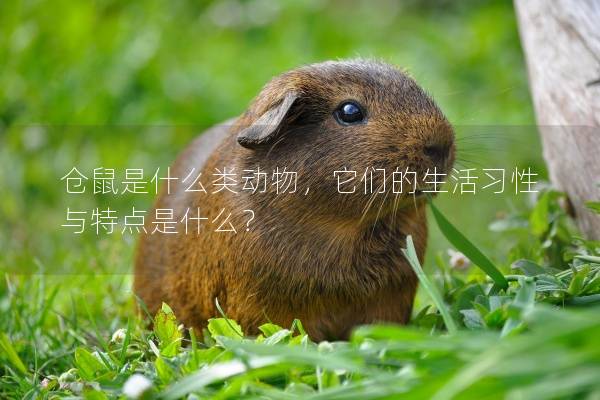 仓鼠是什么类动物，它们的生活习性与特点是什么？