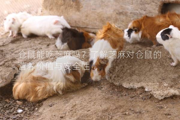 仓鼠能吃芝麻吗？了解芝麻对仓鼠的营养价值与安全性