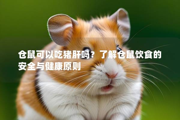 仓鼠可以吃猪肝吗？了解仓鼠饮食的安全与健康原则