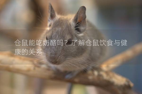 仓鼠能吃奶酪吗？了解仓鼠饮食与健康的关系