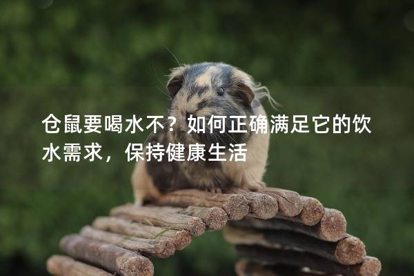 仓鼠要喝水不？如何正确满足它的饮水需求，保持健康生活