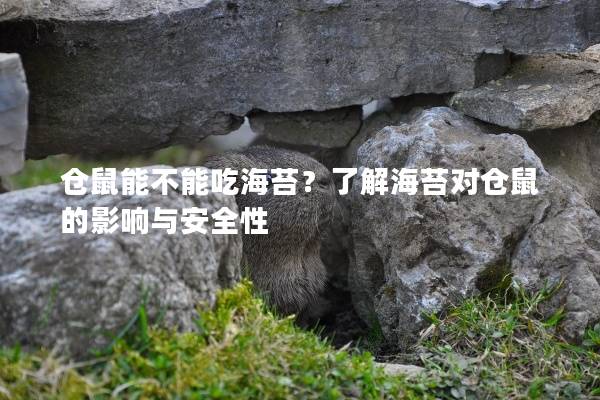 仓鼠能不能吃海苔？了解海苔对仓鼠的影响与安全性