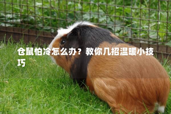 仓鼠怕冷怎么办？教你几招温暖小技巧