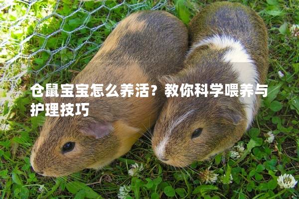 仓鼠宝宝怎么养活？教你科学喂养与护理技巧
