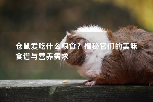仓鼠爱吃什么粮食？揭秘它们的美味食谱与营养需求