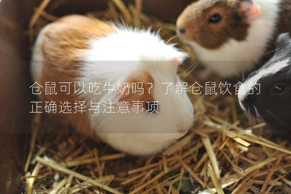 仓鼠可以吃牛奶吗？了解仓鼠饮食的正确选择与注意事项