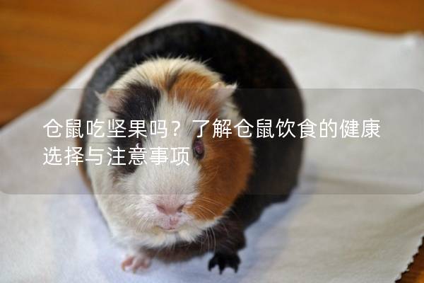 仓鼠吃坚果吗？了解仓鼠饮食的健康选择与注意事项