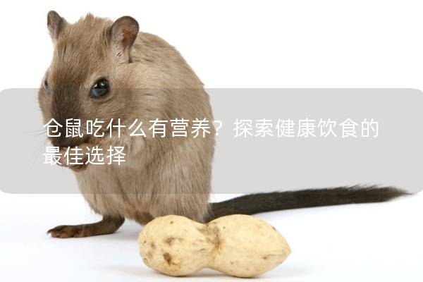 仓鼠吃什么有营养？探索健康饮食的最佳选择