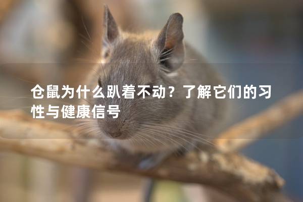 仓鼠为什么趴着不动？了解它们的习性与健康信号