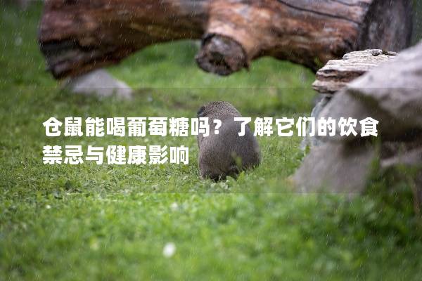 仓鼠能喝葡萄糖吗？了解它们的饮食禁忌与健康影响