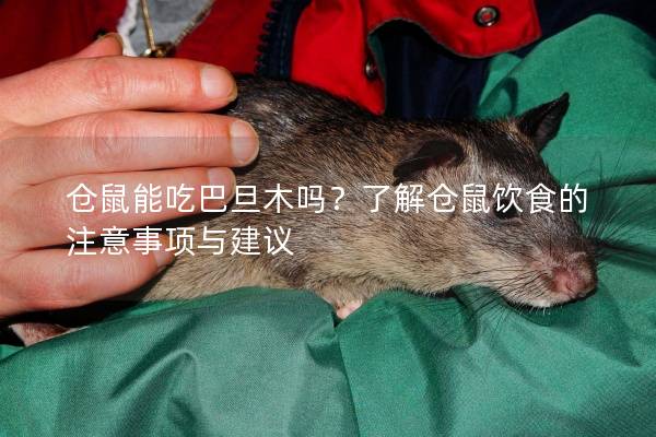 仓鼠能吃巴旦木吗？了解仓鼠饮食的注意事项与建议