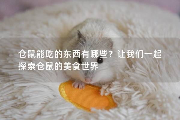 仓鼠能吃的东西有哪些？让我们一起探索仓鼠的美食世界