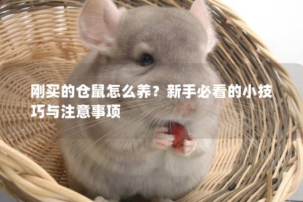 刚买的仓鼠怎么养？新手必看的小技巧与注意事项