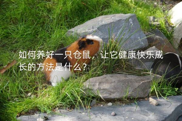如何养好一只仓鼠，让它健康快乐成长的方法是什么？