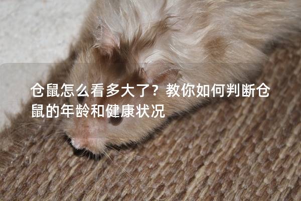 仓鼠怎么看多大了？教你如何判断仓鼠的年龄和健康状况