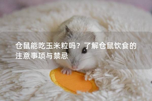 仓鼠能吃玉米粒吗？了解仓鼠饮食的注意事项与禁忌