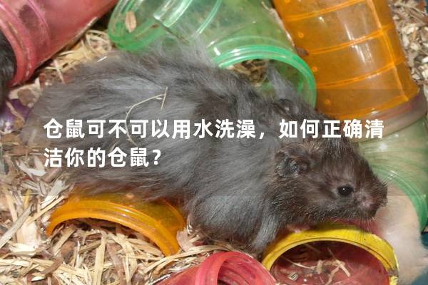仓鼠可不可以用水洗澡，如何正确清洁你的仓鼠？