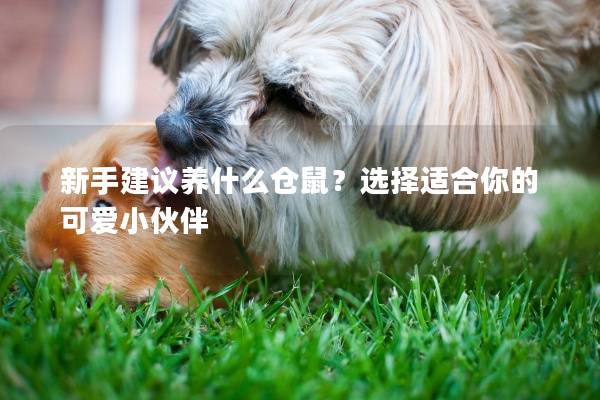 新手建议养什么仓鼠？选择适合你的可爱小伙伴