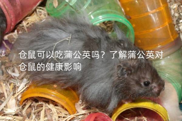 仓鼠可以吃蒲公英吗？了解蒲公英对仓鼠的健康影响